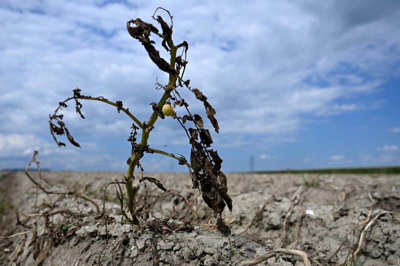 Ker ni dovolj snega, se obeta nova naravna katastrofa (foto: Profimedia)