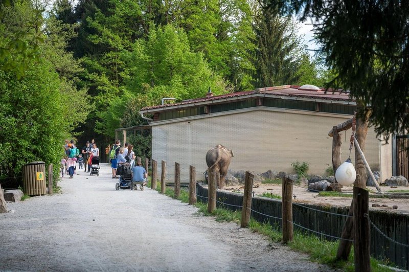 Ali veste, katera žival ima za ZOO Ljubljana in za številne otroke prav posebno mesto? (zanjo so plačali pravo bogastvo) (foto: Profimedia)