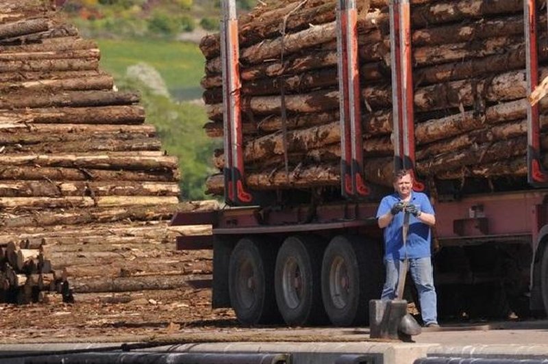 Prizor, ki ga gozdna delavca ne bosta pozabila (FOTO) (foto: Profimedia)