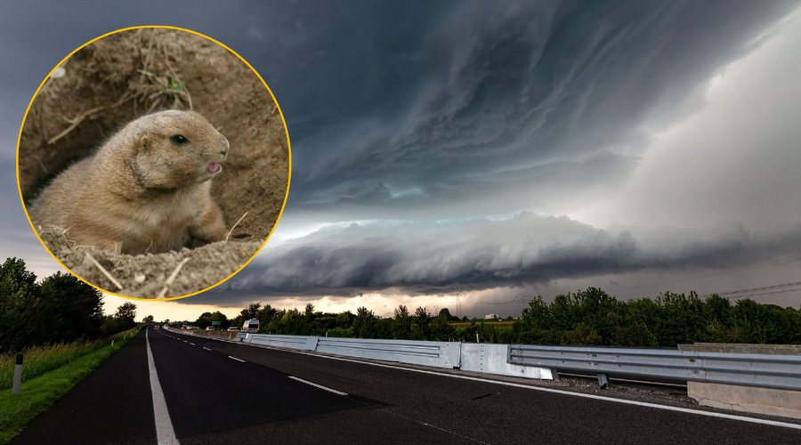 Je svizec Phil z napovedjo o trajanju zime udaril mimo? Vreme nas bo že kmalu spet presenetilo (foto: Profimedia/fotomontaža)