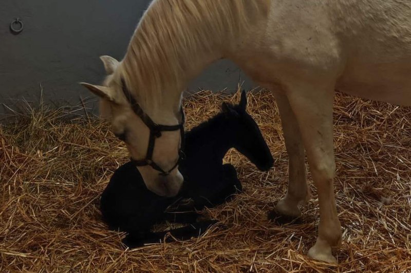 Razlog za veselje: v Kobilarni Lipica se je skotila žrebička (foto: Facebook/Kobilarna Lipica - Lipica Stud Farm)