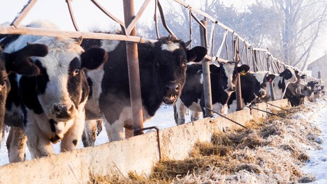 Se živalim v Sloveniji končno obetajo lepši časi? To je zagotovila Urška Klakočar Zupančič