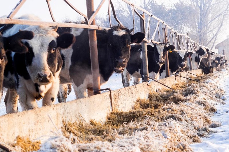 Se živalim v Sloveniji končno obetajo lepši časi? To je zagotovila Urška Klakočar Zupančič (foto: Profimedia)