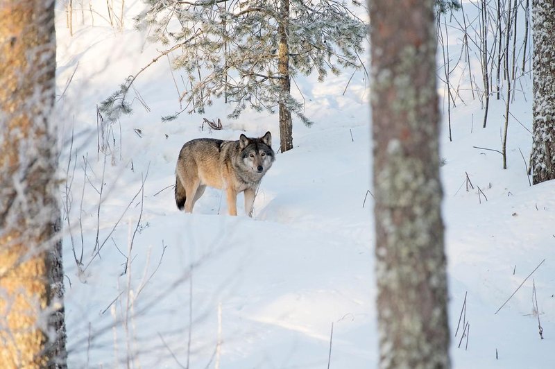 Žalostno: legendarni volk Slavc očitno ni preživel zime (poglejte, kaj se je zgodilo) (foto: Profimedia)