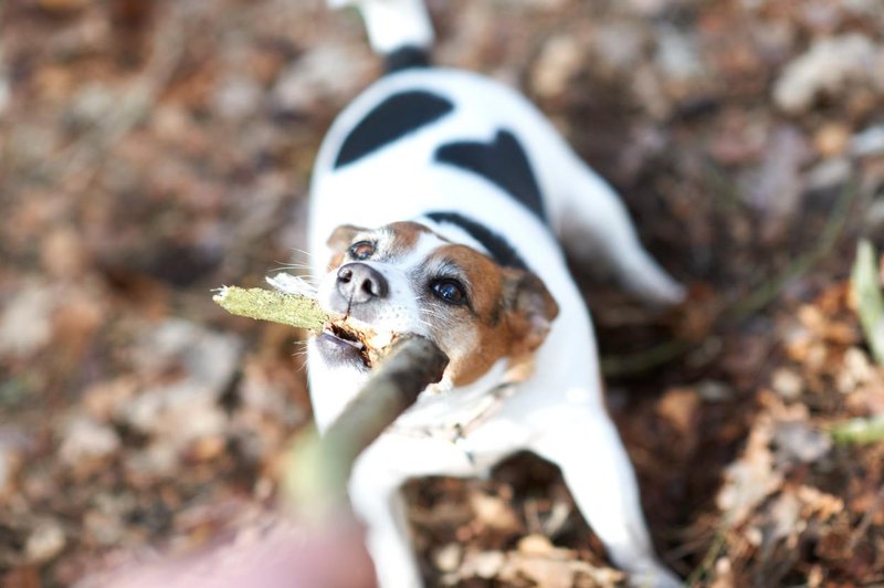 Tako poškodbo lahko pri psu povzroči nedolžna igra s palico (foto: Profimedia)