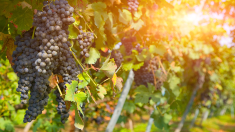 Če ste si vedno želeli imeti vinograd, je to res redka priložnost: za takšno ceno ne dobite niti kave več