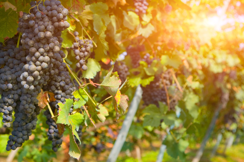 Če ste si vedno želeli imeti vinograd, je to res redka priložnost: za takšno ceno ne dobite niti kave več (foto: Profimedia)