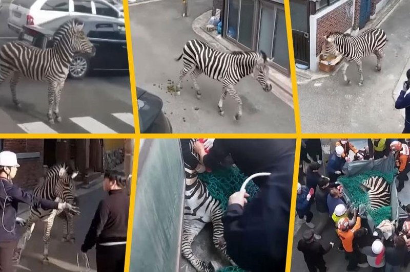 Zebra povzročila kaos na mestnih ulicah: pobegnila iz živalskega vrta in ovirala promet, lovili so jo celo policisti in gasilci (VIDEO) (foto: Youtube / posnetek videa)