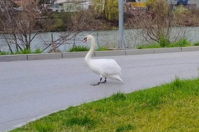 Žalosten prizor v Litiji: labod ob cesti išče svoje mladiče (foto: Facebook/Občina Litija)