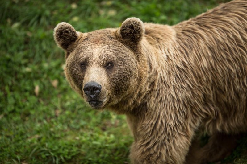 Po usodnem napadu medveda se je oglasila družina 26-letnika (foto: Profimedia)