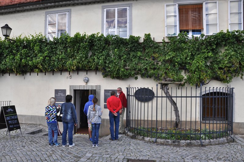 Začenja se muzejsko druženje, zaradi katerega se boste bolje počutili (foto: Miloš Vujinovič/Bobo)