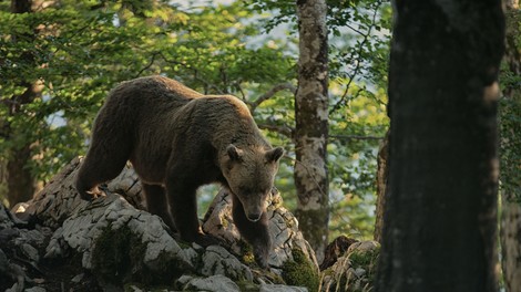 Odločitev, ki je razburila številne: medvedka pokončala 26-letnega tekača in povzročila pravo sodno dramo