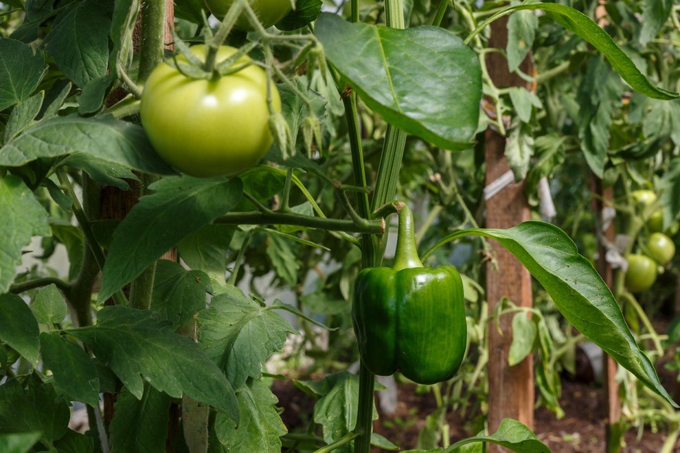 3. Paradižnik, paprika, jajčevec Čebula se lahko odlično znajde tudi kot spremljevalka paprike, smo poročali. Dobro pa je tudi, če …