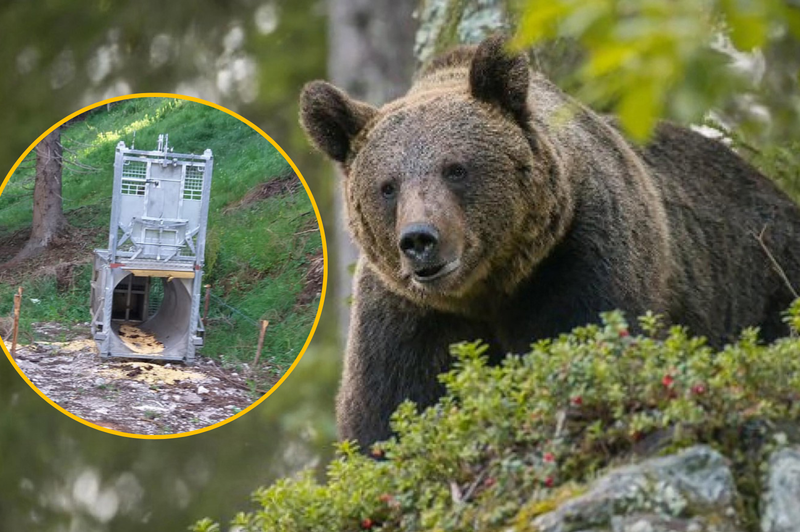 Forenziki na delu: kako so Italijani identificirali 'morilsko' medvedko? Imamo odgovore (foto: Profimedia/fotomontaža)