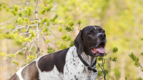 Če v sezoni klopov pri psu opazite te znake, nujno obiščite veterinarja