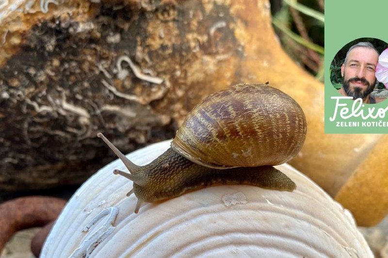 Tripsi, uši, mušice: se tudi vi borite s škodljivci, pa jih sploh ne prepoznate? (Tukaj je seznam) (foto: Srečko Blas)