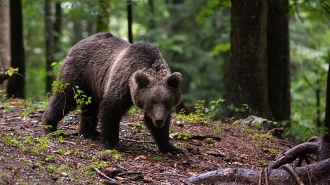 Bo Slovenija dobila še več medvedov? To želi storiti naša sosednja država