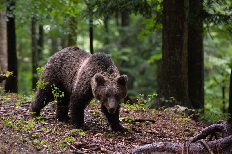 Znano, kaj se bo zgodilo z medvedom, ki je pri Želimljah napadel sprehajalca (foto: Profimedia)