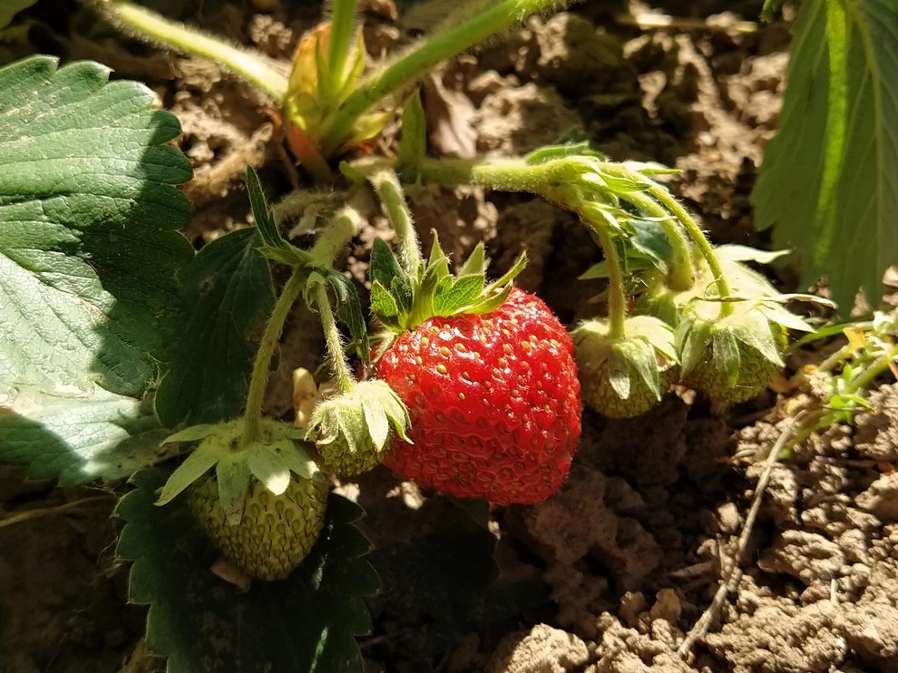 5. Jagode Morda vas skrbi, da bo čebula z močnim vonjem dala svoj okus jagodam, ki rastejo v bližini, vendar …