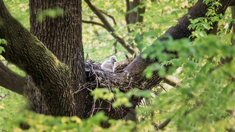 Na Krasu ujeli redek prizor gnezdenja, v gnezdu pa prijetno presenečenje