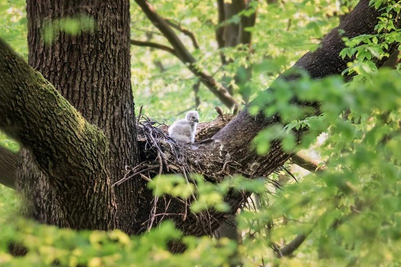 Na Krasu ujeli redek prizor gnezdenja, v gnezdu pa prijetno presenečenje (foto: Profimedia)