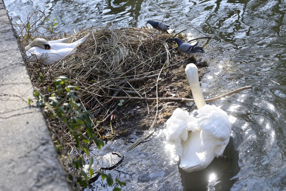 Labod gnezdo skrbno pripravi iz okoliškega rastlinja in ga obloži s perjem. Samica navadno odloži od pet do sedem jajc …