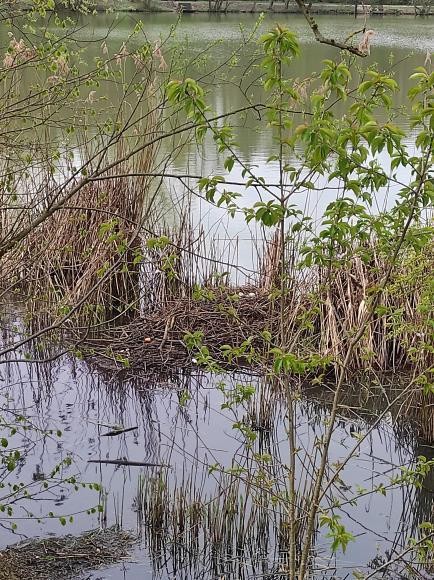 Labodji družini potrebujeta mir, zato ljubljanska občina mimoidoče prosi, naj ne vznemirjajo labodov in naj jih ne hranijo, pse pa …