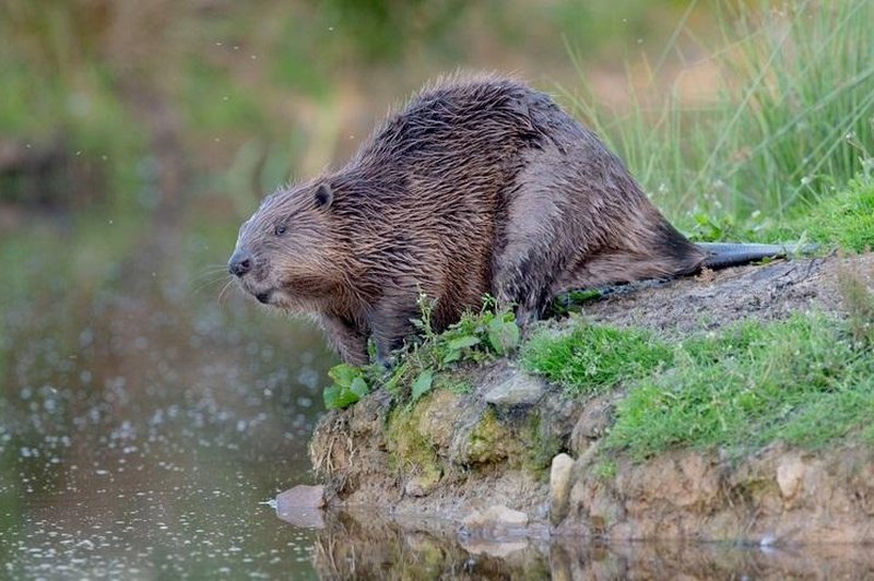 S pomočjo tega posnetka boste za vedno ločili nutrijo od bobra (foto: Profimedia)