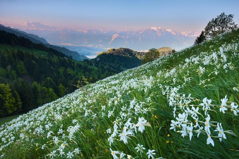 Ko na Golici zacveti: kako na ogled narcis na naravi prijazen način? (foto: Profimedia)