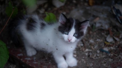 Prizor, ki stre srce: kakšen človek takole odvrže mačje mladičke?