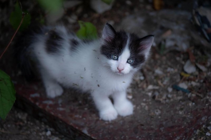 Prizor, ki stre srce: kakšen človek takole odvrže mačje mladičke? (foto: Profimedia)