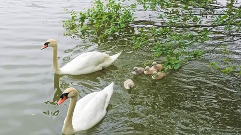 Čudovita narava: mlada labodja družinica prvič zaplavala skupaj (FOTO)