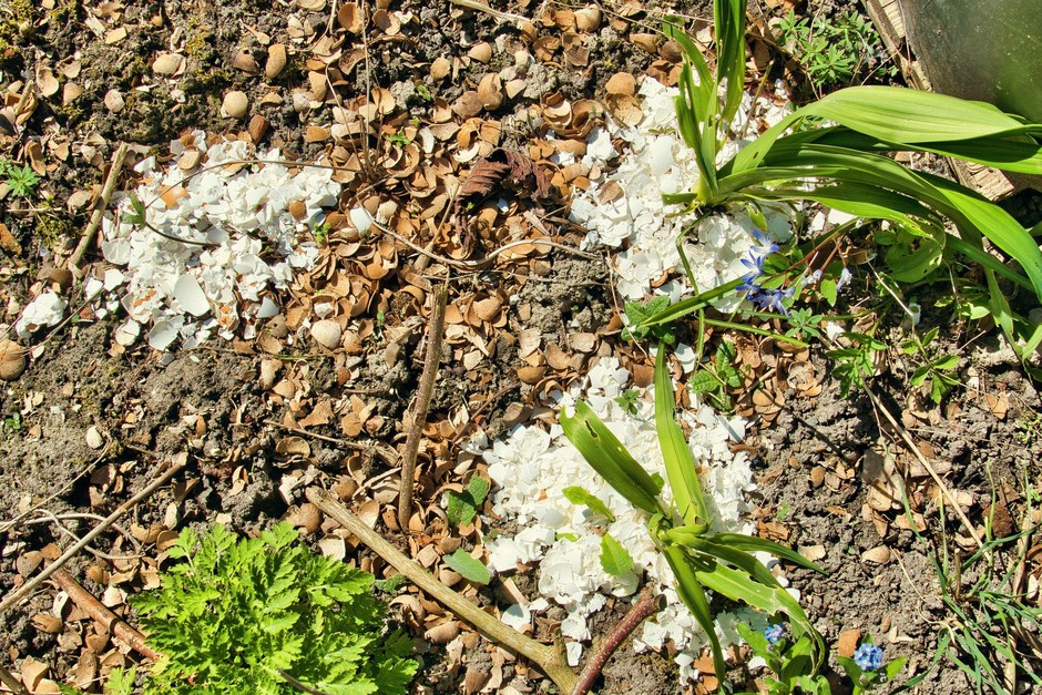 4. Naredite prepreko Polžem lahko tudi mehansko preprečimo, da pridejo do naših vrtnin. Okoli gredic na primer lahko za širino …