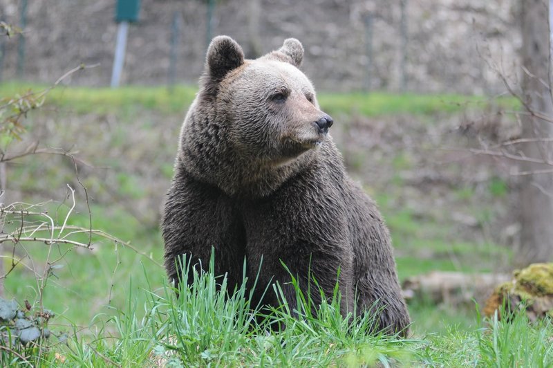 Je 26-letnega tekača v Italiji ubila medvedka slovenskih korenin? Znani so rezultati preiskave (foto: Profimedia)