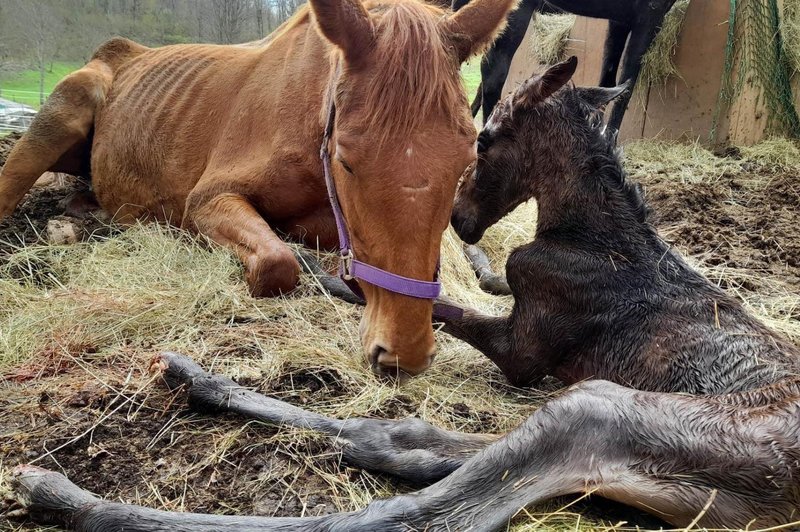 Človeška zloba ne pozna meja: 15 kobil in dva žrebička na robu smrti (FOTO) (foto: Facebook/Društvo za zaščito konj)