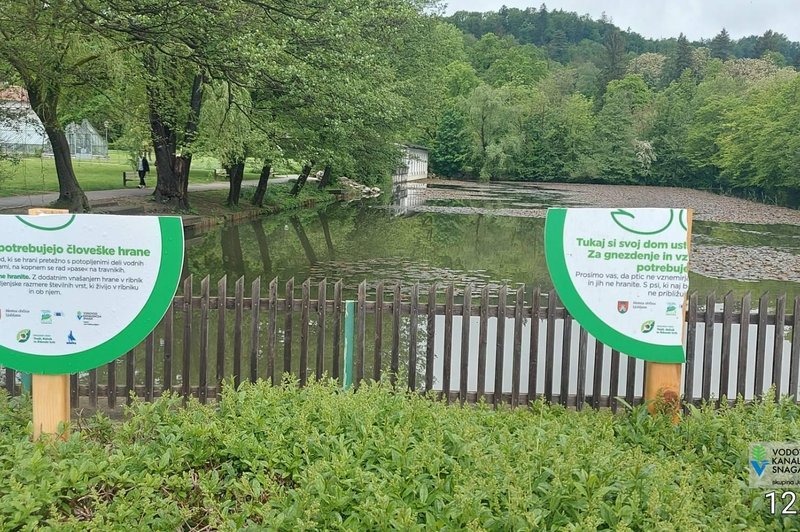 Trud, da bi zaščitili labodje mladiče, je bil zaman: vandali so po dveh dneh uničili ... (foto: Facebook/Krajinski park Tivoli, Rožnik in Šišenski hrib)