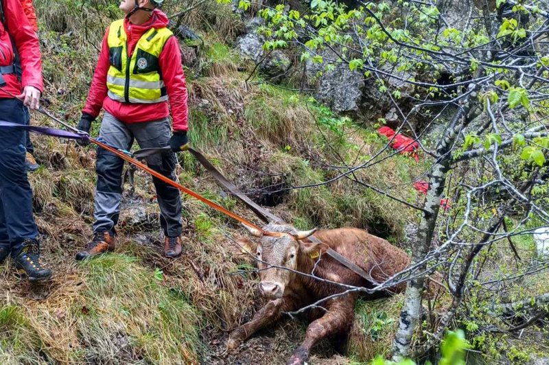 FOTO in VIDEO: S helikopterjem so reševali bika, ki je padel v tolmun (foto: Facebook/Gorska Reševalna Zveza Slovenije)