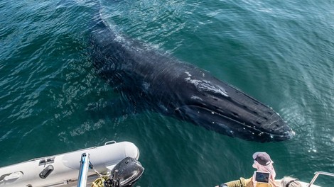 Svet obkroža fotografija kita, ki se je pognal iz oceana čisto blizu ljudi