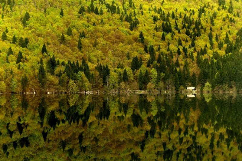 Slovenija je na tretjem mestu v EU po prekritosti z gozdovi, si želite, da bi ostalo tako? (foto: Profimedia)