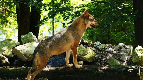 Letos več napadov volkov na pašne živali kot lani