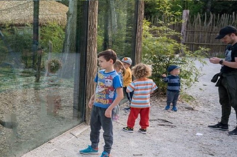 V ZOO Ljubljana se veselijo novih mladičkov (VIDEO) (foto: Profimedia)