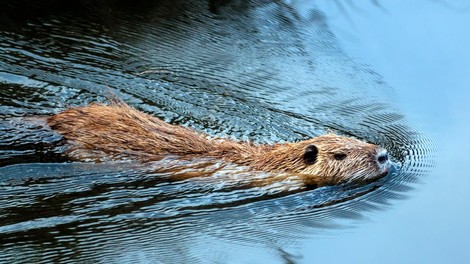 Bo nutrije na Ljubljanskem barju pred izrebitvijo rešila peticija?