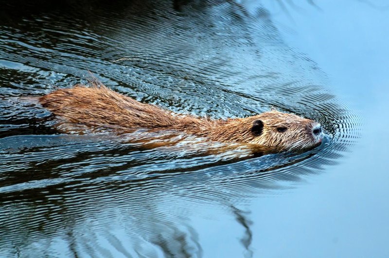 Bo nutrije na Ljubljanskem barju pred izrebitvijo rešila peticija? (foto: Profimedia)