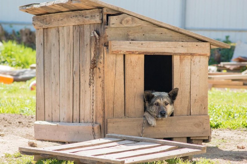 Poslanci so izglasovali: kakšna je prihodnost zakona o zaščiti živali? (foto: Profimedia)