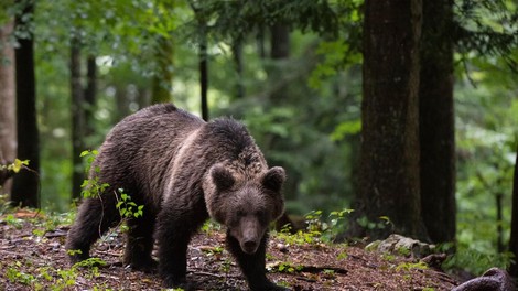 Znana usoda slovenske medvedke, ki naj bi ubila italijanskega tekača