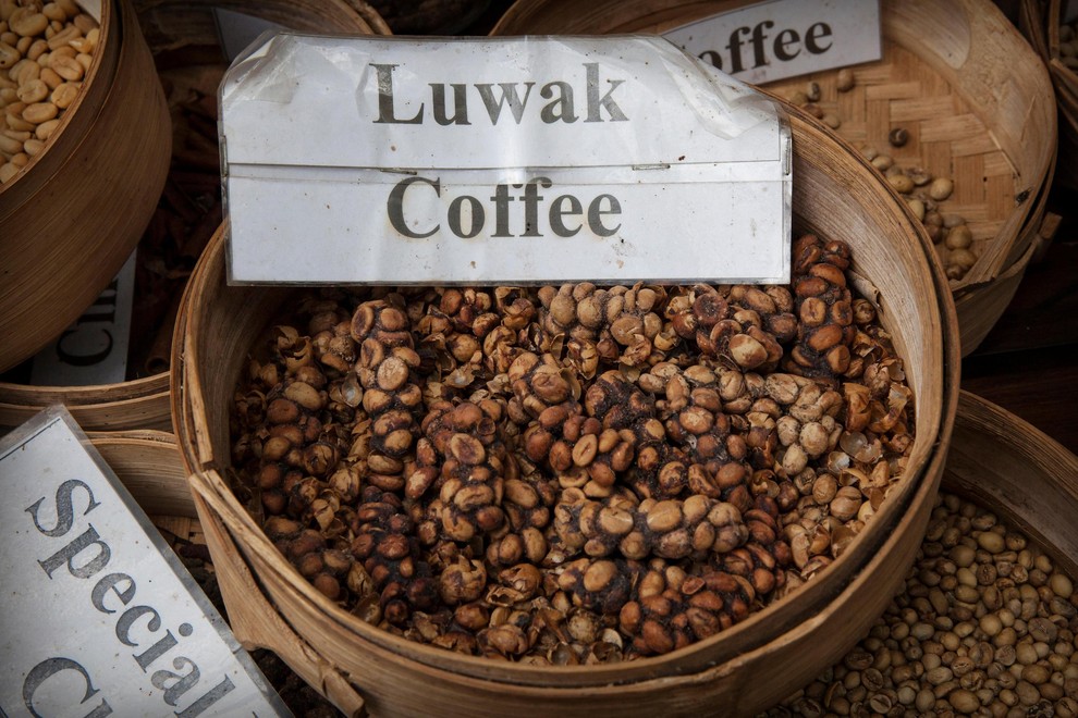 Kava Kopi Luwak Na seznamu najdražjih živil na svetu se je znašla tudi kava. A ne tista opojna substanca, ki …