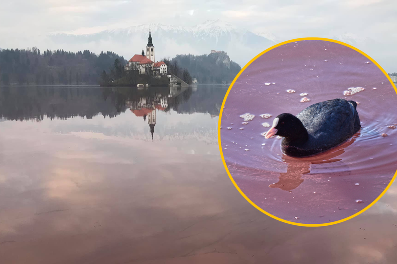 Čudež narave ali človeška napaka? Ko Blejsko jezero čez noč spremeni barvo (foto: Facebook/Lepote Slovenije/Miha Zurer/Žiga Živulović j.r./Bobo/fotomontaža)