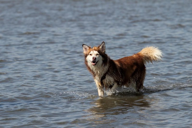 Ste zaščitili svojega psa pred obolenjem, ki je najbolj pogosto na Mediteranu? (foto: Profimedia)