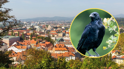 V znani ljubljanski soseski se vrstijo zelo agresivni napadi vran na ljudi: "Očitno se jim meša!"