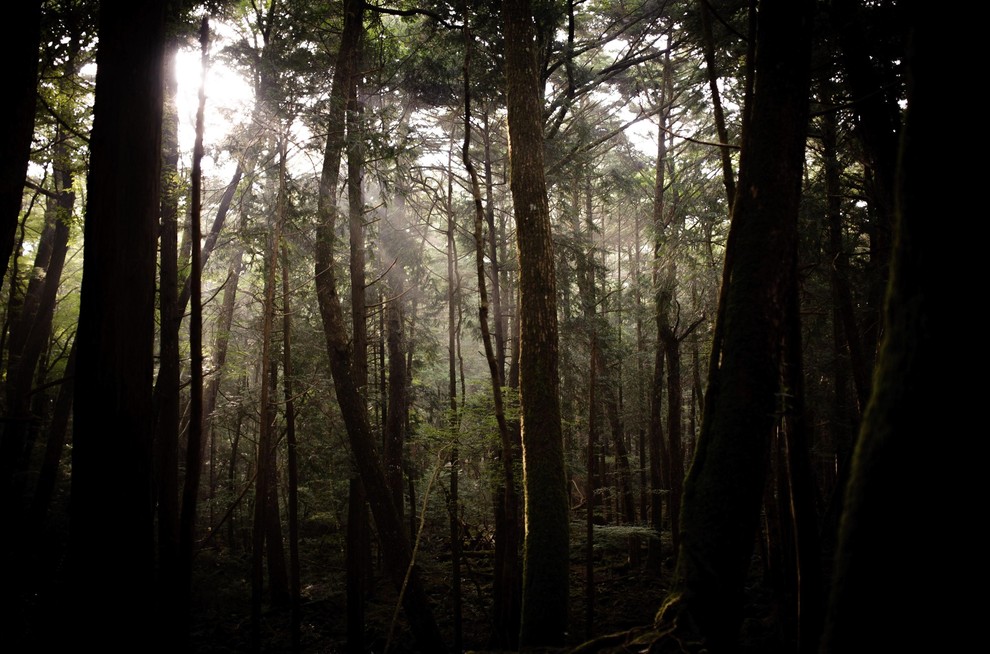 10. Aokigahara, Japonska Znan je kot 'gozd samomorilcev'. V njem je bilo veliko poskusov samomora, nekateri so bili žal uspešni.